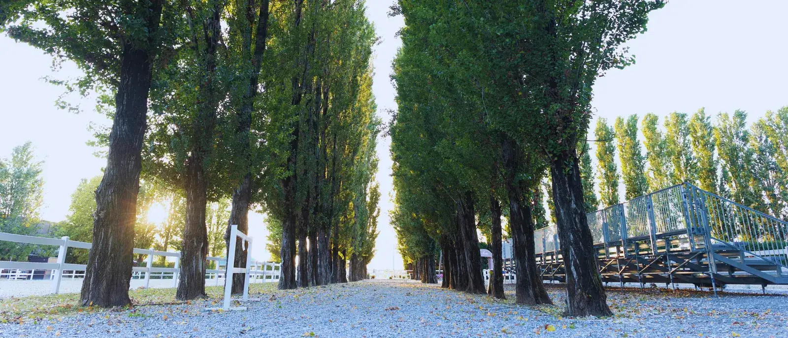Viale alberato tra le strutture del centro